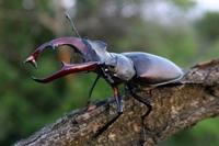Найбільшого в Європі червонокнижного жука помітили під Рівним (ФОТО)