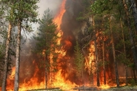 Невідомі підпалили ліс на рівненському Поліссі (ВІДЕО)