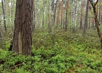 На Рівненщині виявили унікальний ліс