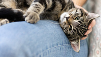 Вчені розповіли, чому коти «розминають» вас лапками