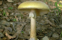 На Рівненщині помер чоловік, отруївшись грибами 