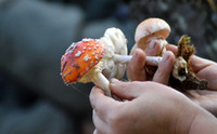 Від отруйних грибів синіє цибуля: Це правда чи міф? (ВІДЕО)