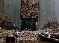 На Рівненщині зупинили незаконний експорт лісу