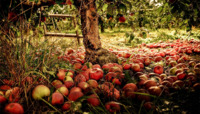 Що робити з опалими яблуками: 5 ідей для заготівлі 