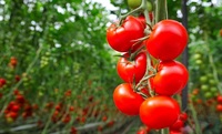 Без зайвих нервів: три «лінивих» сорти помідорів, які ростуть самі собою (ФОТО)