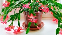 Кімнатні рослини, які дуже гарно квітнуть: три кращих варіанти (ФОТО)