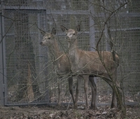 Перші благородні олені прибули до зоопарку Рівного (17 ФОТО)