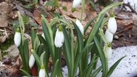Перші дні березня будуть по-справжньому весняними: прогноз від волинського синоптика