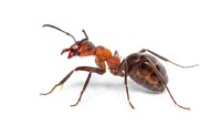 Всього 24 мурахи можуть визначити, чи хвора людина на рак