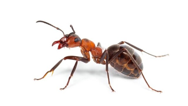 мурахи, бурі лісова мурахи, як визначити рак, рак, як визначити рак за запахом,