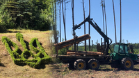 Ліс ріжуть і продають: Відомо, скільки заробила Рівненщина на деревині (ФОТО)