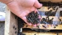 Заморені спекою у вантажівці Укрпошти бджоли ожили (ВІДЕО)