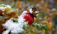 Народний синоптик прогнозує в Україні сніг: Зимові опади слід чекати вже у вересні 