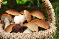 Білого гриба гігантських розмірів знайшли на Закарпатті (ФОТО)