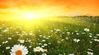 Сьогодні – день літнього сонцестояння: Традиції та прикмети