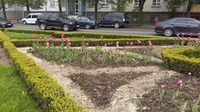 У центрі Рівного невідомі понищили тюльпани (6 ФОТО)