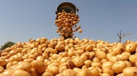 Як надовго зберегти урожай щойно зібраної картоплі: секрети агрономів