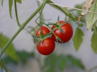 Чому насіння помідорів краще купувати у січні