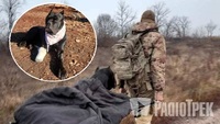 Пес-розвідник на Донбасі відгриз собі лапу, щоб звільнитися від окупантів (ФОТО)