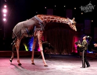 Кінець тваринам. Цирк «Кобзов» зробив офіційну заяву щодо жирафи у Рівному