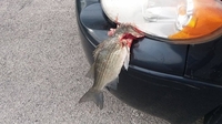 Риба впала з неба і застрягла в автомобілі (ВІДЕО)