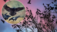 Чи переживає м. Рівне нашестя ворон та як насправді виглядають ці птахи (ФОТО)