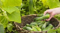 Чим поливати огірки, щоб збирати врожай відрами аж до осені