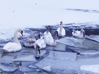 Лапки не мерзнуть? Орнітолог розповів, чи безпечно лебедям зимувати на Рівненщині у морози (ФОТО)

