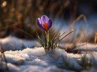 Вночі зима, а вдень – весна: Якої погоди чекати на Рівненщині