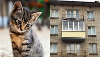 Викинула кошеня з балкона: суд покарав жительку Рівненщини