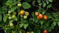Чим підгодувати помідори, аби рекордно збільшити кількість зав'язей на кущах? 