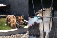 «Віддам у добрі руки»: на сайті оголошень віддають тигрицю та левицю