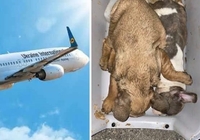 На літаку МАУ виявили десятки мертвих цуциків (ФОТО) 