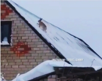 На Рівненщині заєць хотів підкорити дах житлового будинку (ВІДЕО) 