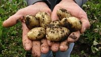 Несподіванка: Білорусь вперше імпортує картоплю. Найбільше – з України 