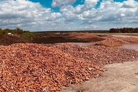 Декілька тонн моркви викинув у полі український фермер (ФОТО/ВІДЕО)

