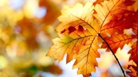 Гарна погода 8 жовтня передвіщає три тижні тепла: народні прикмети