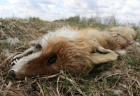 На Рівненщині молодик збив лисицю та знущався з трупа тварини (ВІДЕО)