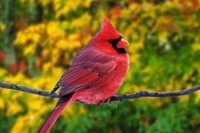Відому пташку незвичного забарвлення помітили у зоні відчуження (ФОТО)

