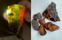 Історична знахідка: В бурштині на півночі Рівненщини знайшли комаху, якій мільйони років