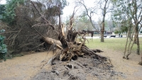 Штормовий вітер повалив близько 13 дерев та знеструмив кілька вулиць у Рівному (ФОТО)