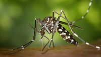 Їх приваблюють запахи та група крові: кого комарі кусають більше за інших? 