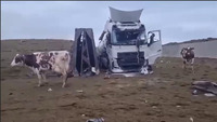 На Харківщині московити дісталися до ферми та «звільнили» там корів. Тепер вони вільні! (ВІДЕО)