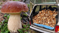 Багажник ВАЗ 2104 засипали грибами: сезон збору «біленьких» на Рівненщині (ВІДЕО)