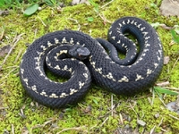 Намагався відігнати змію: мешканця Рівненщини вкусила гадюка. Його рятують медики