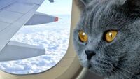 Неочікувано: жінка на очах пасажирів літака годувала грудьми кота