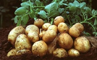 Як посадити 2 відра картоплі, а зібрати 8-9: хитрість, про яку не розкаже сусід