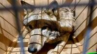 Трьох живих вовків намагалися вивезти з України під виглядом собак (ВІДЕО)