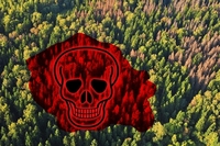 Ліси на Рівненщині всихають. Фахівці радяться, що робити 