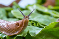 Ефективні методи проти равликів на городі та в саду